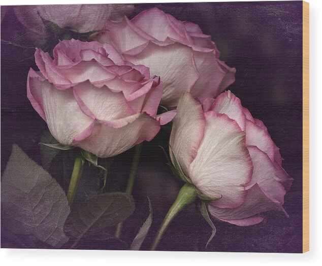 Rose Wood Print featuring the photograph Three Roses by Richard Cummings