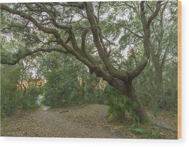 Acrylic Wood Print featuring the photograph Behind the House #1 by Jon Glaser