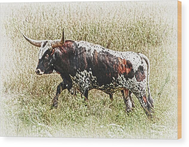 Bill Kesler Photography Wood Print featuring the photograph Longhorn Bull - A Strong Portrait by Bill Kesler