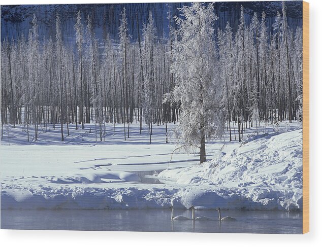 Beautiful Beauty Wood Print featuring the photograph North American Landscape #1 by Don Johnston