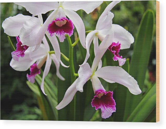 Orchids Wood Print featuring the photograph Orchids #1 by Richard Krebs