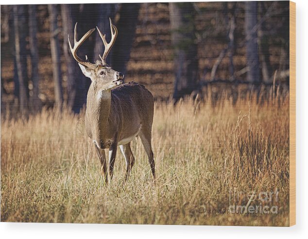 Digital Photography Wood Print featuring the photograph The Buck #2 by Laurinda Bowling