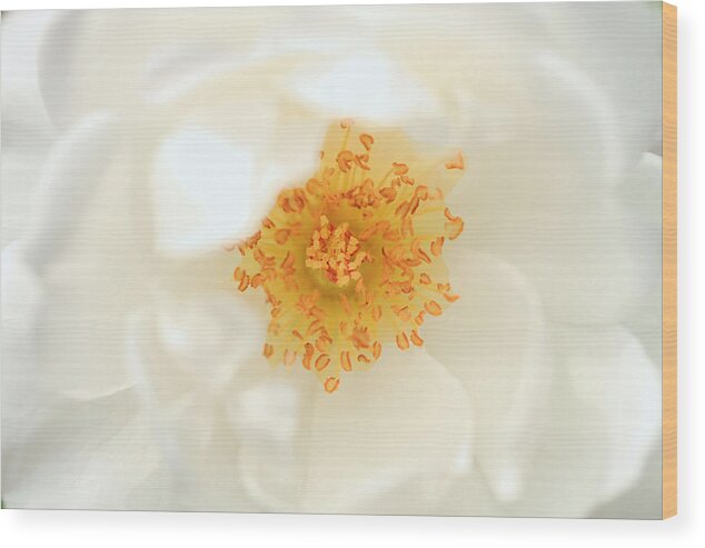 Landscape Wood Print featuring the photograph Rosewhite #2 by Janice Bajek