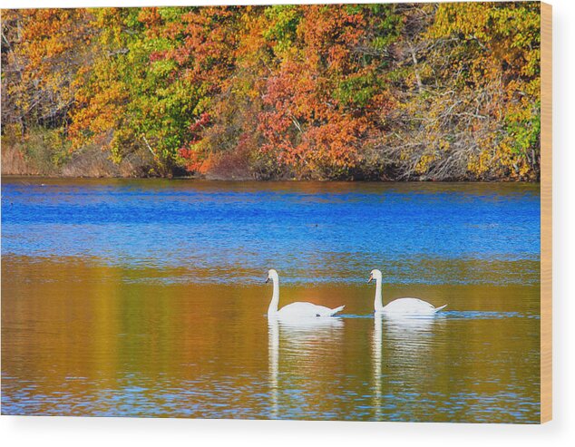 Swans Wood Print featuring the photograph A Swim for Two by Bryan Bzdula