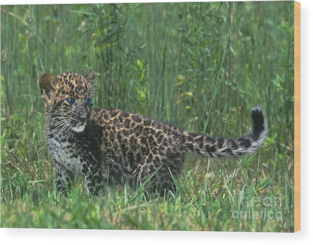 Africa Wood Print featuring the photograph African Leopard Cub in Tall Grass Endangered Species by Dave Welling