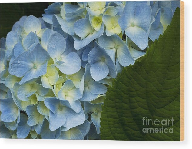 Hydrangea Wood Print featuring the photograph After The Rain by Carrie Cranwill