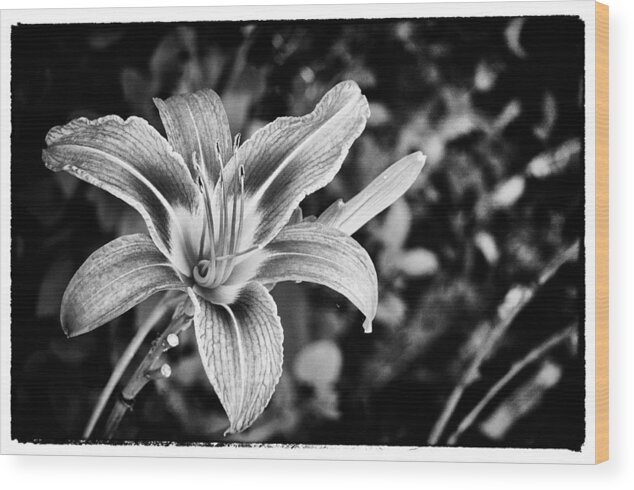 Mason Neck Wood Print featuring the photograph Black and White Lily by Bradley Clay