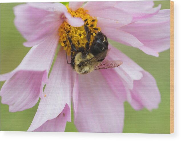 Bumblebee Wood Print featuring the photograph Bumblebee on a Blossom by Paula Ponath