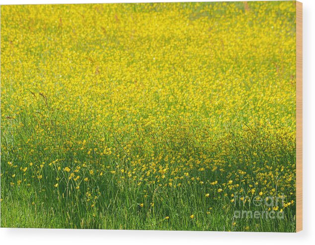 Buttercup Wood Print featuring the photograph Buttercups by Lutz Baar