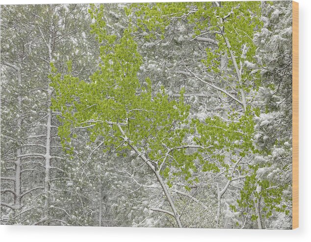 Atmospherics Wood Print featuring the photograph Canadian Spring Landscape by Don Johnston