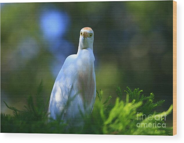 Animals Wood Print featuring the photograph Cattle Egret Eyes by John F Tsumas