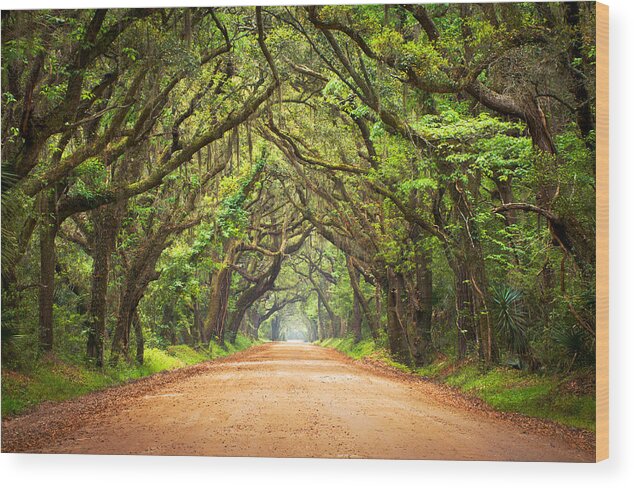 Swamp Wood Print featuring the photograph Charleston SC Edisto Island - Botany Bay Road by Dave Allen