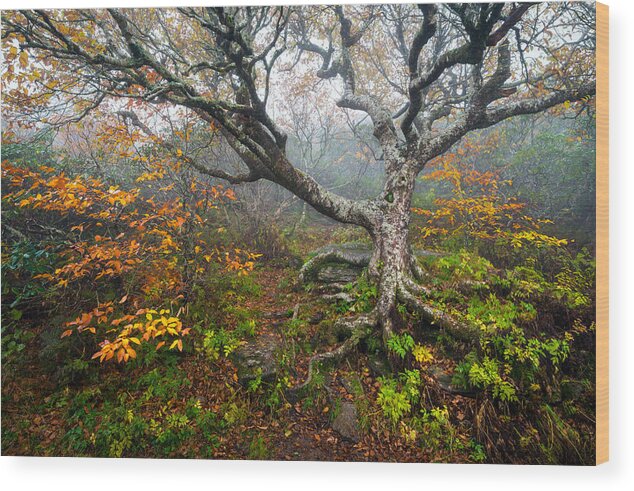 Craggy Gardens Wood Print featuring the photograph Craggy Gardens North Carolina Blue Ridge Parkway Autumn NC by Dave Allen