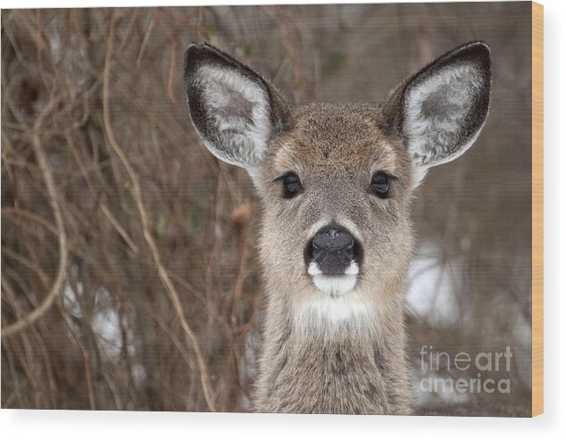 White Tailed Wood Print featuring the photograph Deer by Jeannette Hunt