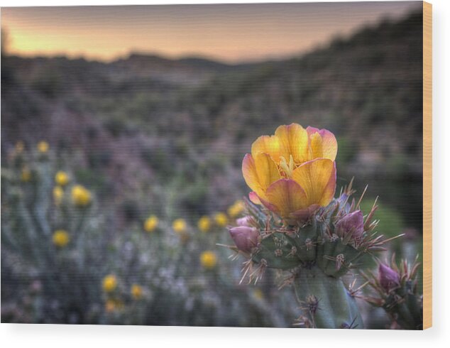 Sunset Wood Print featuring the photograph Desert Sunset Blossom by Anthony Citro