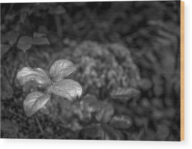 Acrylic Wood Print featuring the photograph Details on the Ground by Jon Glaser