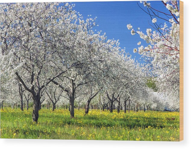 Door County Wood Print featuring the painting Door County Cherry Blossoms by Christopher Arndt