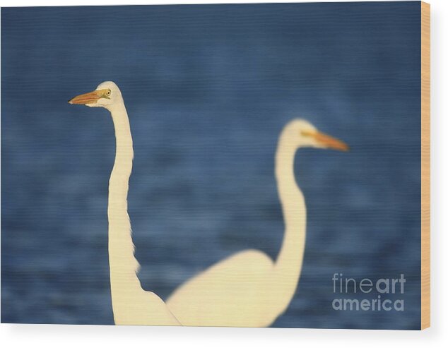 Landscapes Wood Print featuring the photograph Great Egret Impressions #1 by John F Tsumas