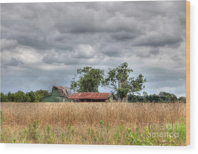 North Carolina Wood Print featuring the photograph Fields of Golden Grain by Benanne Stiens