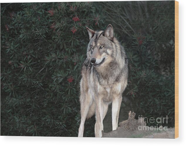 Gray Wolf Wood Print featuring the photograph Gray Wolf Endangered Species Wildlife Rescue by Dave Welling