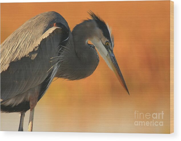 Animals Wood Print featuring the photograph Great Blue Heron Focus by John F Tsumas