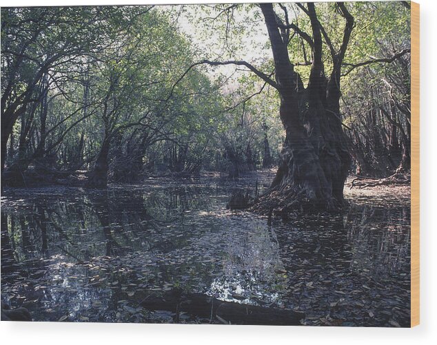 Florida Wood Print featuring the photograph Gum Swamp by Gerald Grow