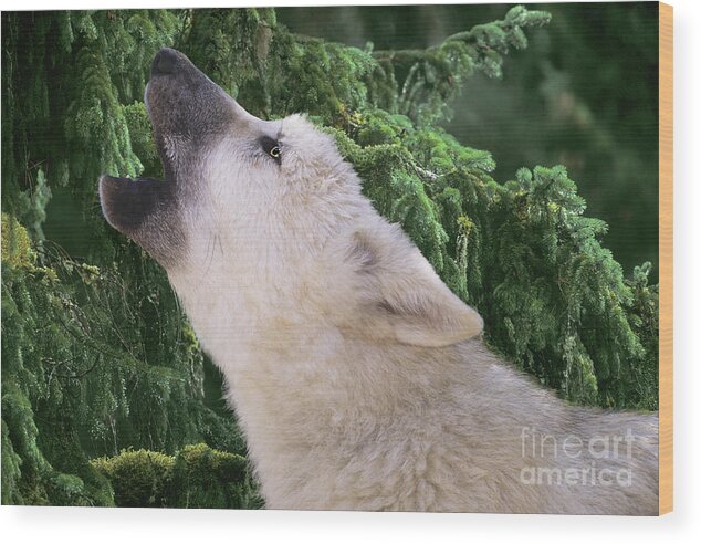 Arctic Wolf Wood Print featuring the photograph Howlling Arctic Wolf Pup Endangered Species Wildlife Rescue by Dave Welling