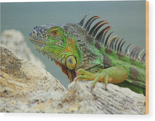 Iguana Wood Print featuring the photograph Iggy II by Jo Sheehan