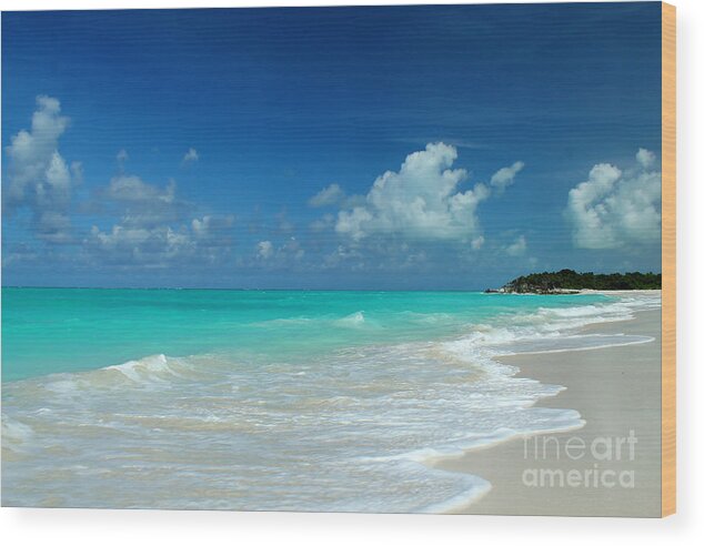 Zen Images Wood Print featuring the photograph Iguana Island Caribbean by Robyn Saunders