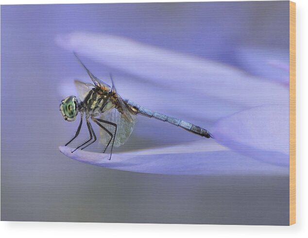 Dragonfly Wood Print featuring the photograph In Lily's Arms by Carol Eade