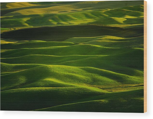The Palouse Wood Print featuring the photograph Interplay by Gene Garnace