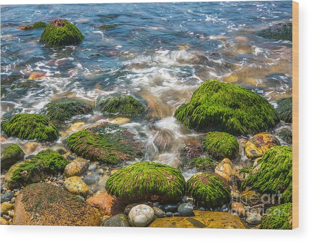 Acadia National Park Wood Print featuring the photograph Mossy Rocks on Hunters Beach in Acadia by Susan Cole Kelly