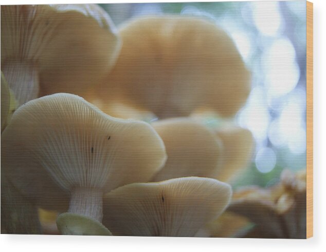 Mushrooms Wood Print featuring the photograph Mushroom Canapy by Anne Williamson