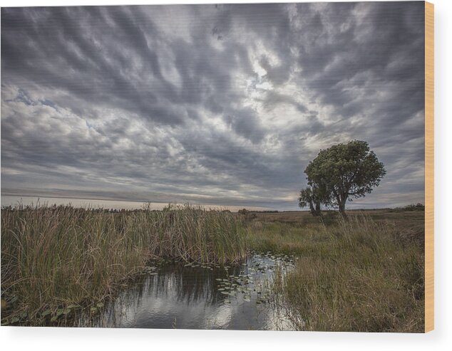 Gray Wood Print featuring the photograph My Backyard by Jon Glaser