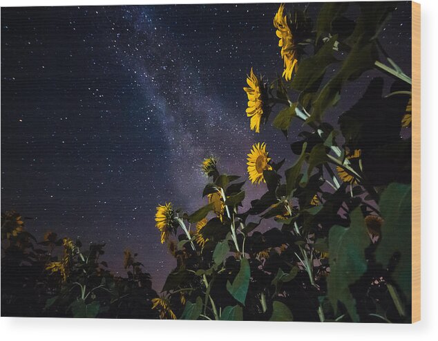 Sunflowers Wood Print featuring the photograph Night Watchmen by Bryan Bzdula