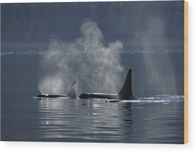 Adults Wood Print featuring the photograph Orca pod by Don Johnston