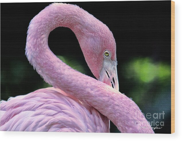 Flamingo Wood Print featuring the photograph Pink Flamingo by John Douglas