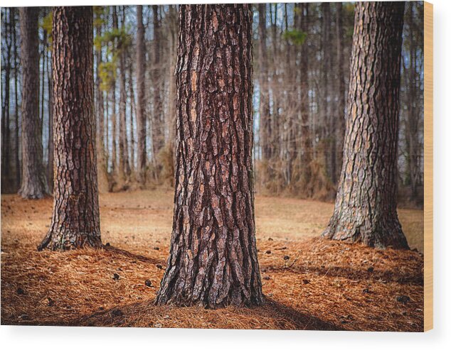 North Carolina Wood Print featuring the photograph Powerful Pines I by Dan Carmichael