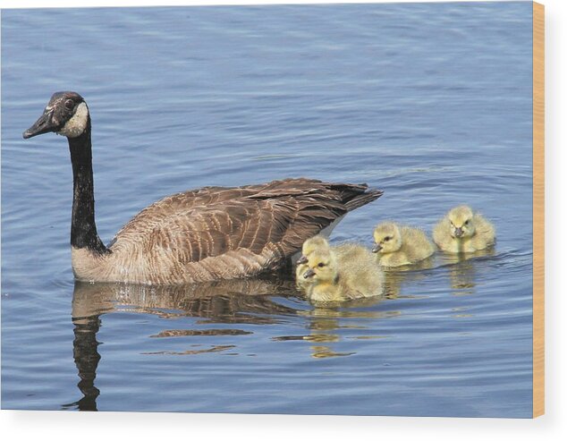 Canada Goose Wood Print featuring the photograph Proud Mother by Doris Potter