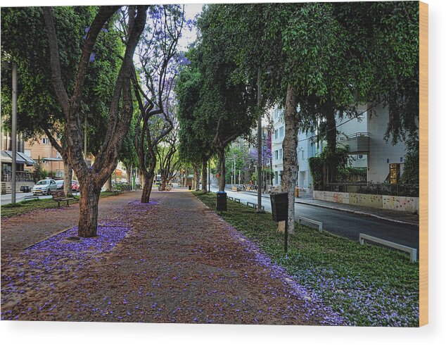 Foliage Wood Print featuring the photograph Rothschild boulevard by Ron Shoshani