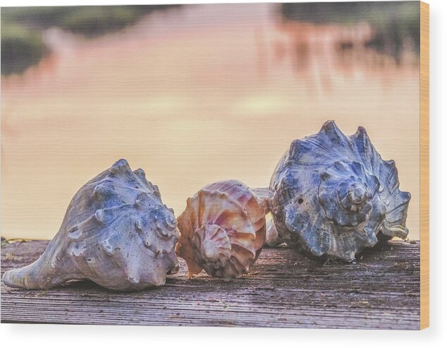 Shell Wood Print featuring the photograph Sea Shells Image Art by Jo Ann Tomaselli