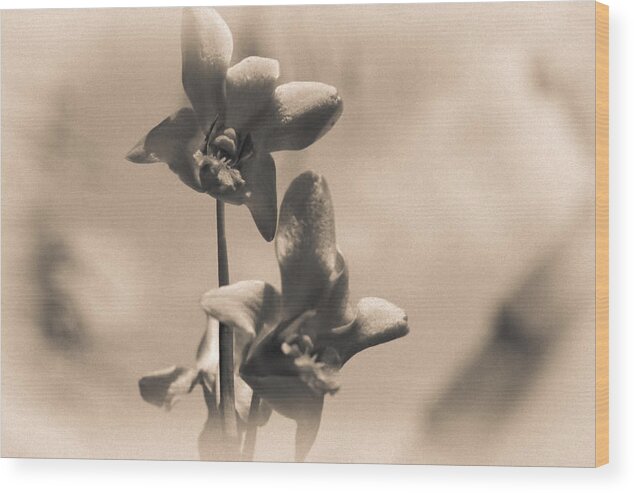 Orchid Wood Print featuring the photograph Sepia Orchids by Georgia Clare
