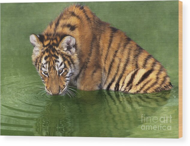 Siberian Tiger Wood Print featuring the photograph Siberian Tiger Cub in Pond Endangered Species Wildlife Rescue by Dave Welling