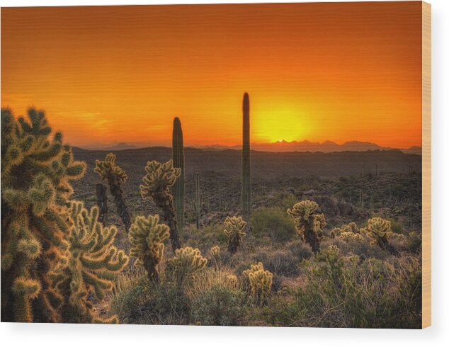 Cholla Wood Print featuring the photograph Skyfire Cholla by Anthony Citro