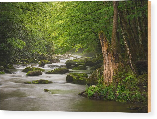 Great Smoky Mountains Wood Print featuring the photograph Smoky Mountains Solitude - Great Smoky Mountains National Park by Dave Allen