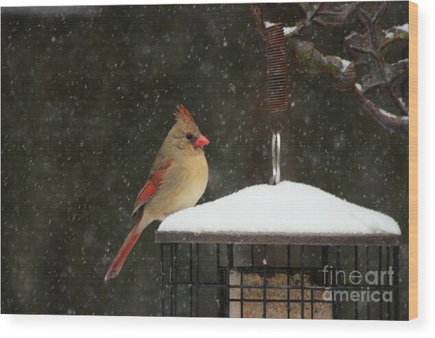 Female Northern Cardinal Wood Print featuring the photograph Snowy Cardinal by Benanne Stiens