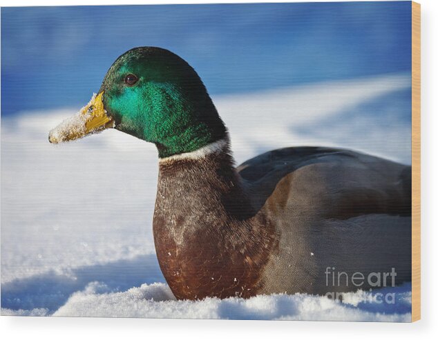 Duck Wood Print featuring the photograph Snowy Mallard by Eleanor Abramson