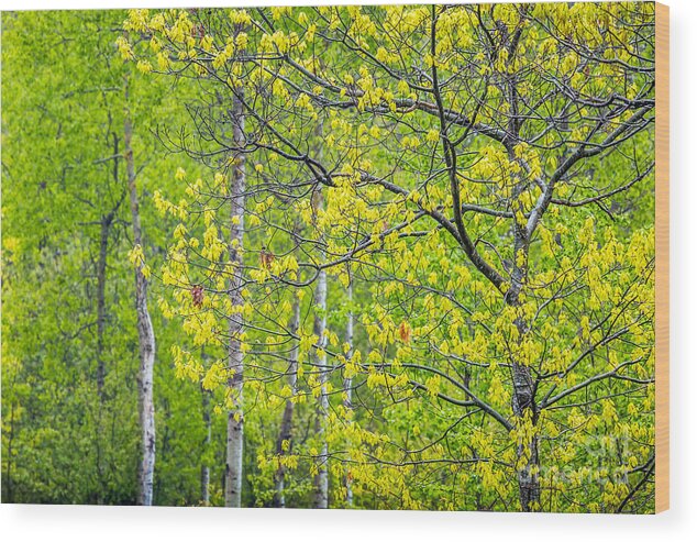 America Wood Print featuring the photograph Spring Oaks in Acadia by Susan Cole Kelly