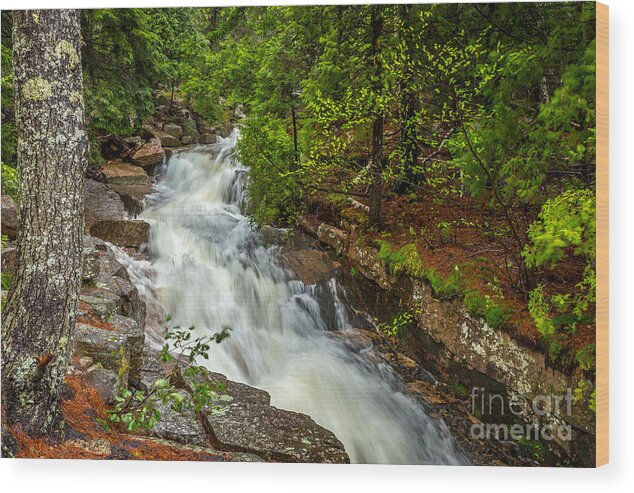 America Wood Print featuring the photograph Spring Stream in Acadia by Susan Cole Kelly