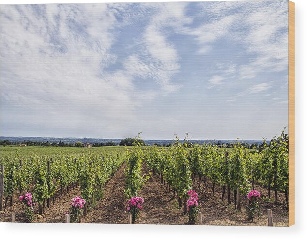 St Emilion Wood Print featuring the photograph St Emilion Vines by Georgia Clare